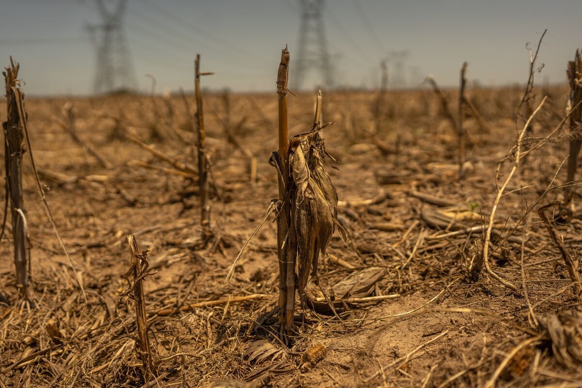 Feeding the Crisis: Why Agriculture Is Climate Change's Most Neglected Battleground