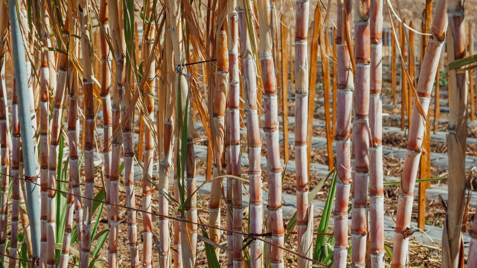TNFD Guidance Brings Nature, Traceability and Water Risk Into Alternative Fuels Markets