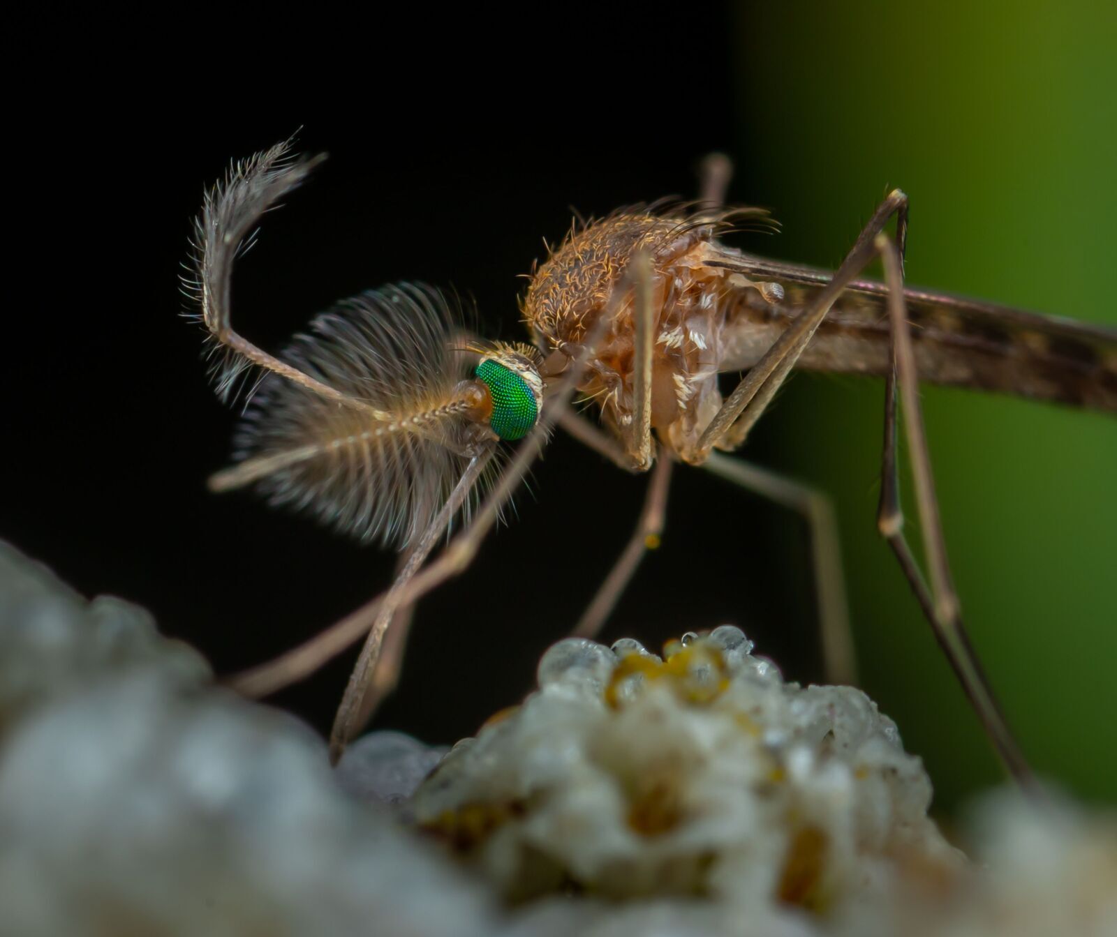 Weather Data Could Give African Health Systems Earlier Warnings Against Malaria