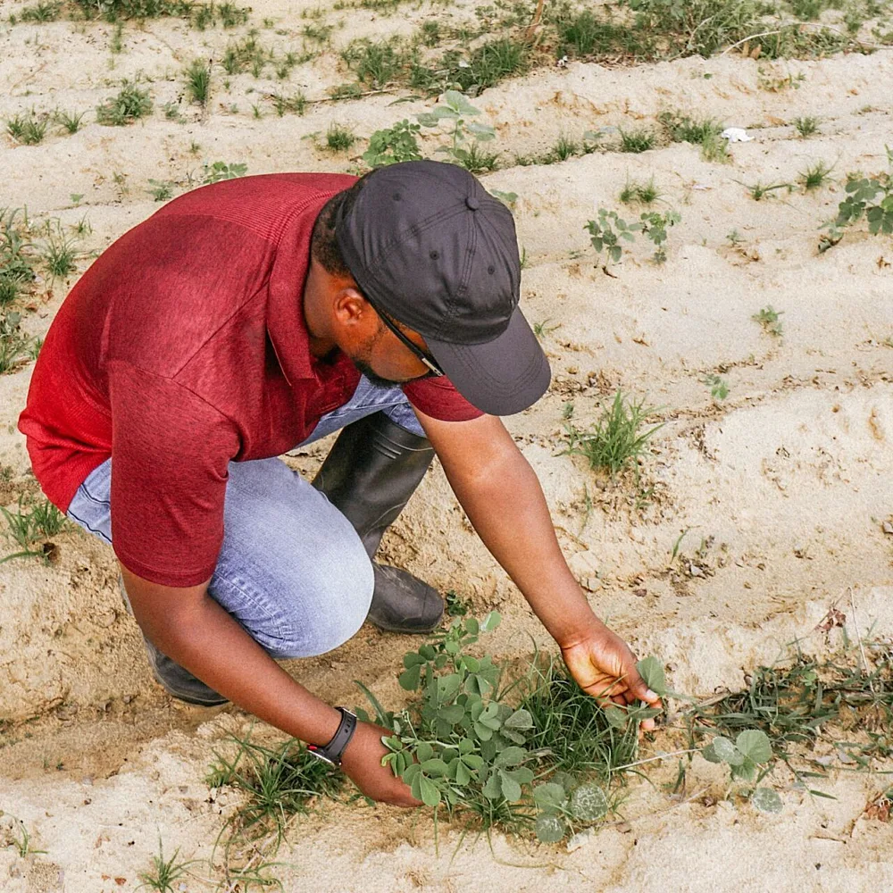 Timely Pest Alerts Linked To Higher African Farm Yields, Incomes and Resilience