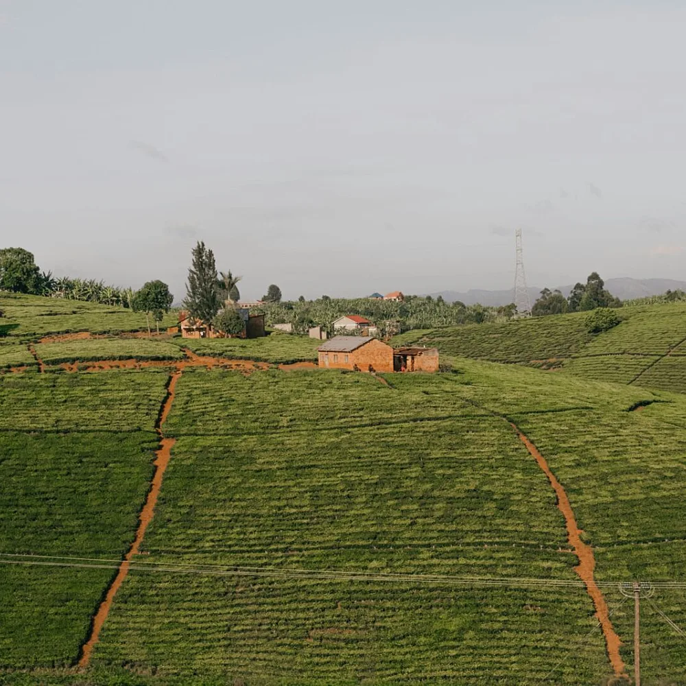 Africa's Food Future Depends on Biodiversity, Not Just Yields and Export Volumes