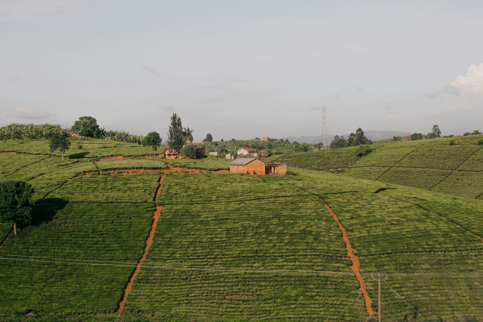 Africa's Food Future Depends on Biodiversity, Not Just Yields and Export Volumes