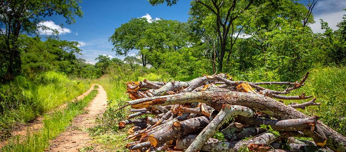 Zambia Powers National Drive for Greener Charcoal Solutions and Forest Protection
